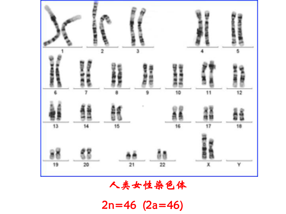 21 减数分裂和受精作用课件.ppt_第2页