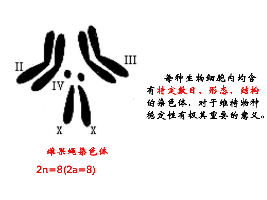 21 减数分裂和受精作用课件.ppt_第3页