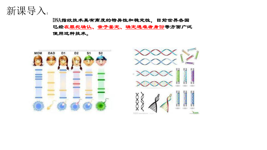 人教版高中生物必修一课件：第2章第三节遗传信息的携带者一一核酸.ppt_第2页