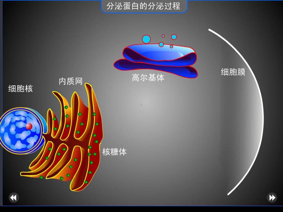 人教版高一生物必修一32细胞器──系统内的分工合作课件.ppt_第3页