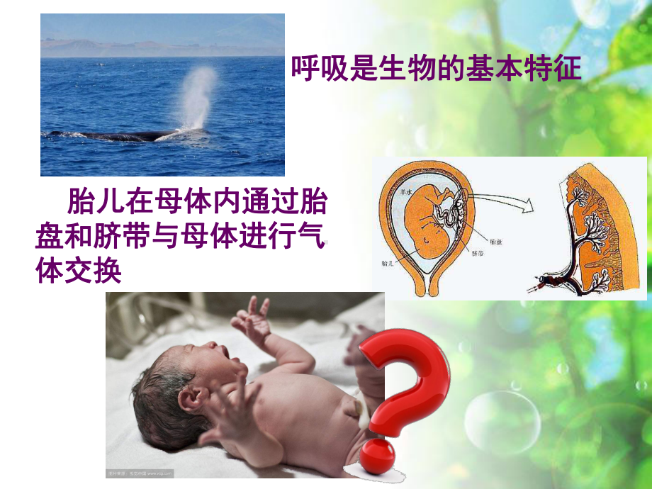 人教版七下生物 31呼吸道对空气的处理课件 .ppt_第2页