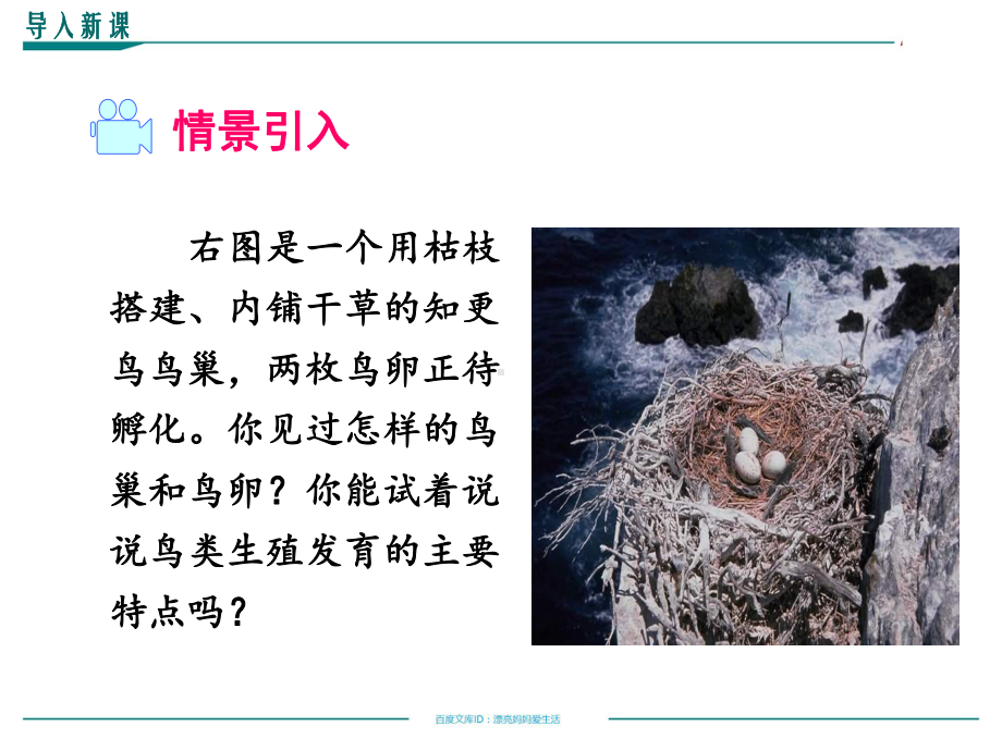 人教版初中二年级下册生物课件 生物的生殖和发育 714 鸟的生殖和发育教学课件全集.pptx_第2页