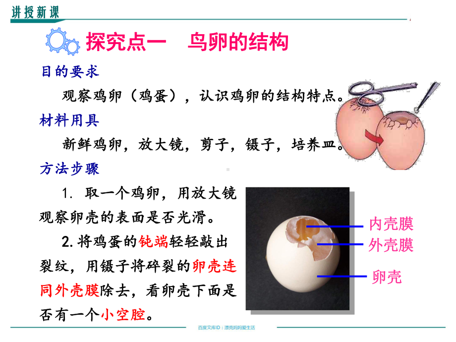 人教版初中二年级下册生物课件 生物的生殖和发育 714 鸟的生殖和发育教学课件全集.pptx_第3页