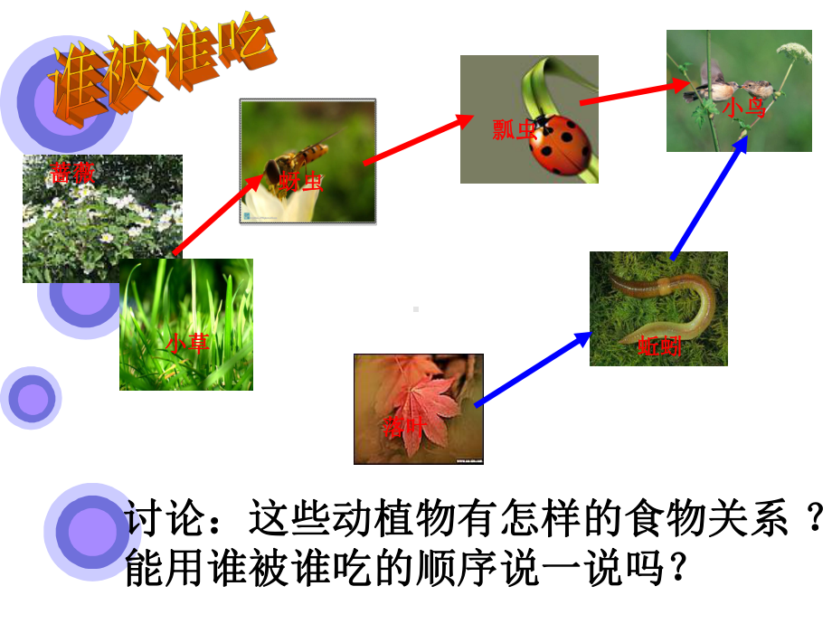 公开课《食物链和食物网》课件.pptx_第3页