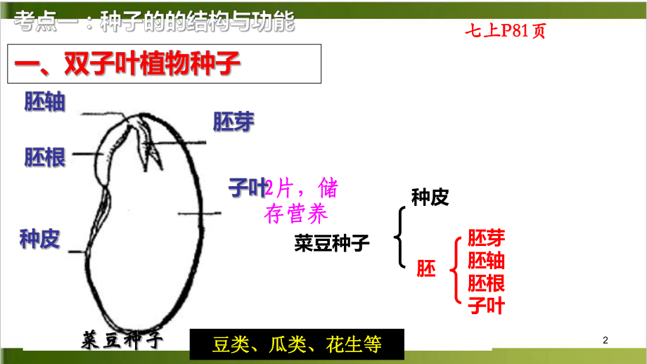 中考复习：专题 种子的结构和萌发课件.pptx_第2页