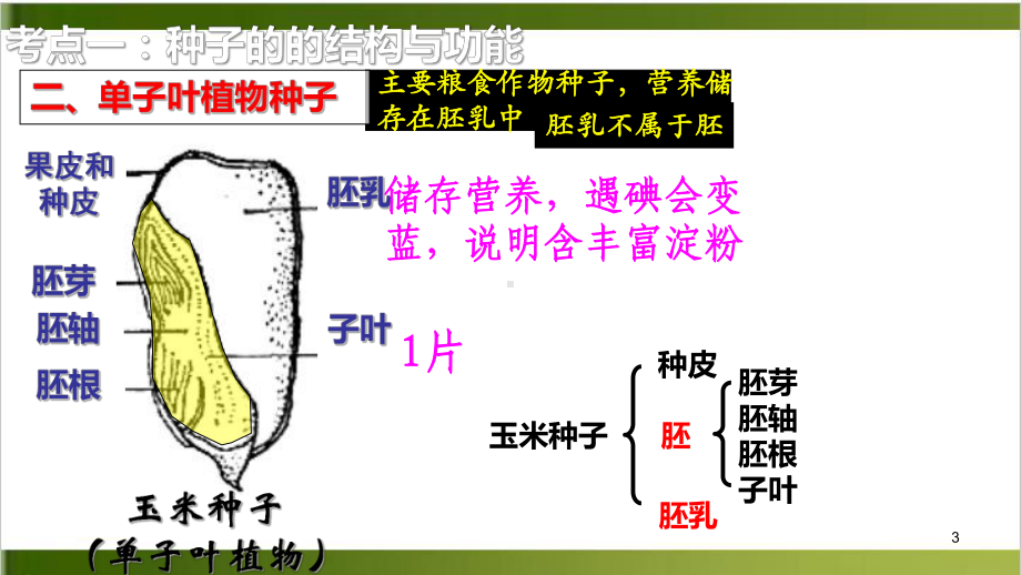 中考复习：专题 种子的结构和萌发课件.pptx_第3页