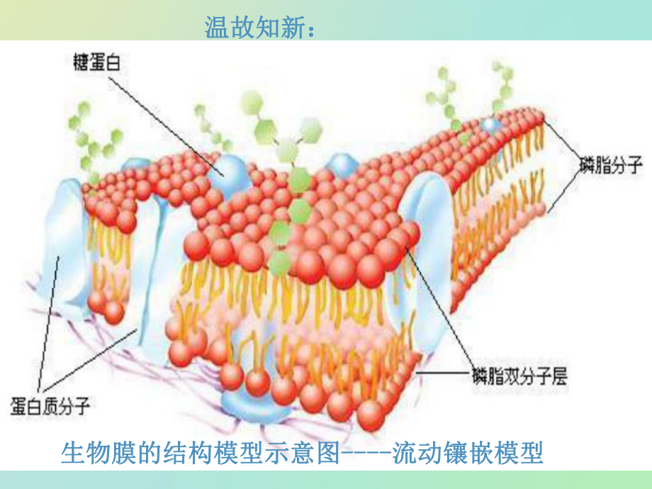 人教版必修：物质跨膜运输的方式优秀课件.ppt_第2页