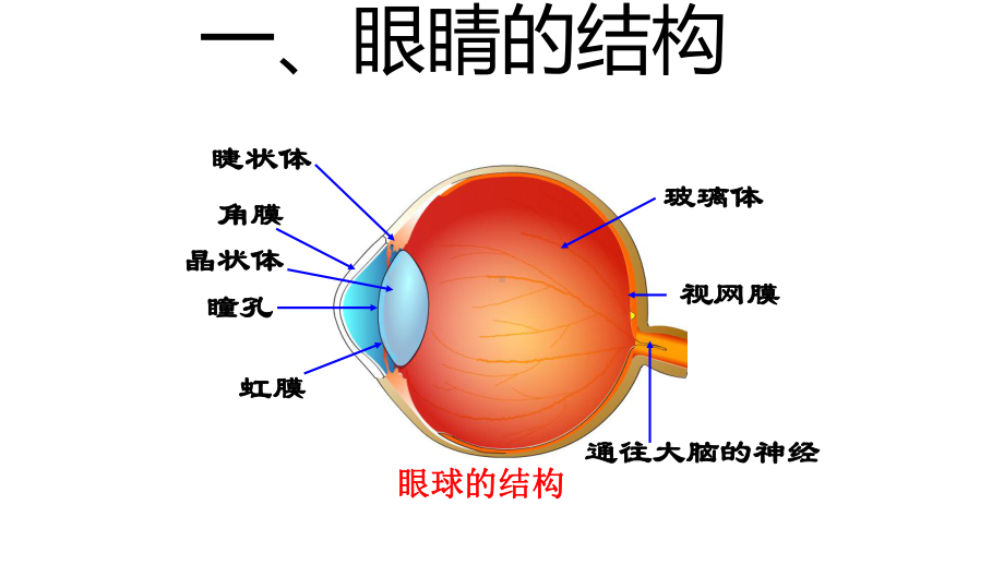 人教八年级物理上册 第五章 第四节 眼睛和眼镜公开课一等奖优秀课件.ppt_第3页