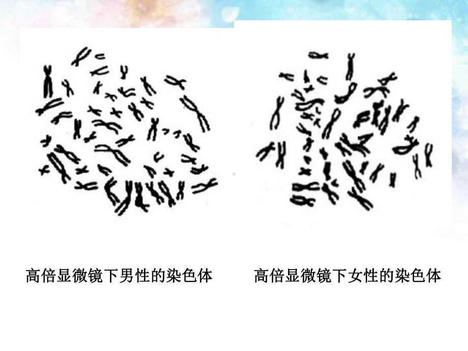 （新教材生物）《伴性遗传》优质课件1.ppt(课件中无音视频)_第1页