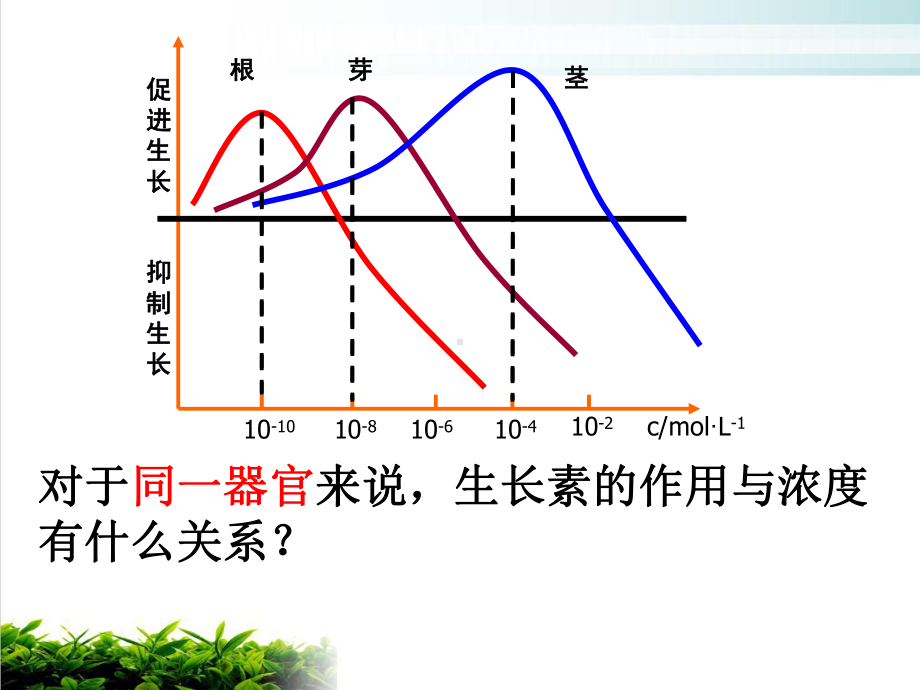 （新教材）人教版高中生物生长素的生理作用优秀课件1.ppt_第2页