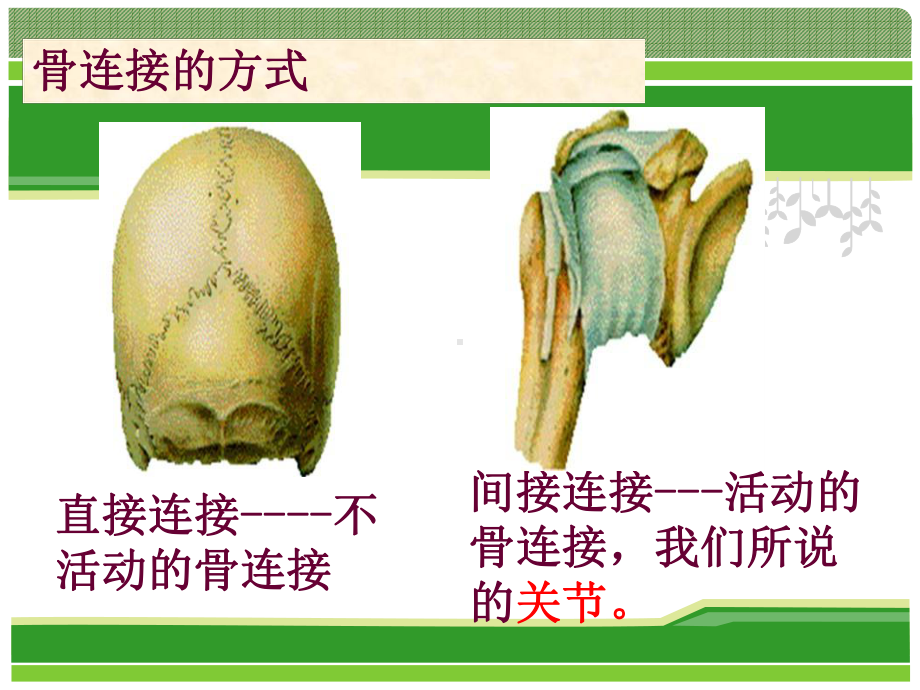 四下科学《关节》课件.ppt_第2页