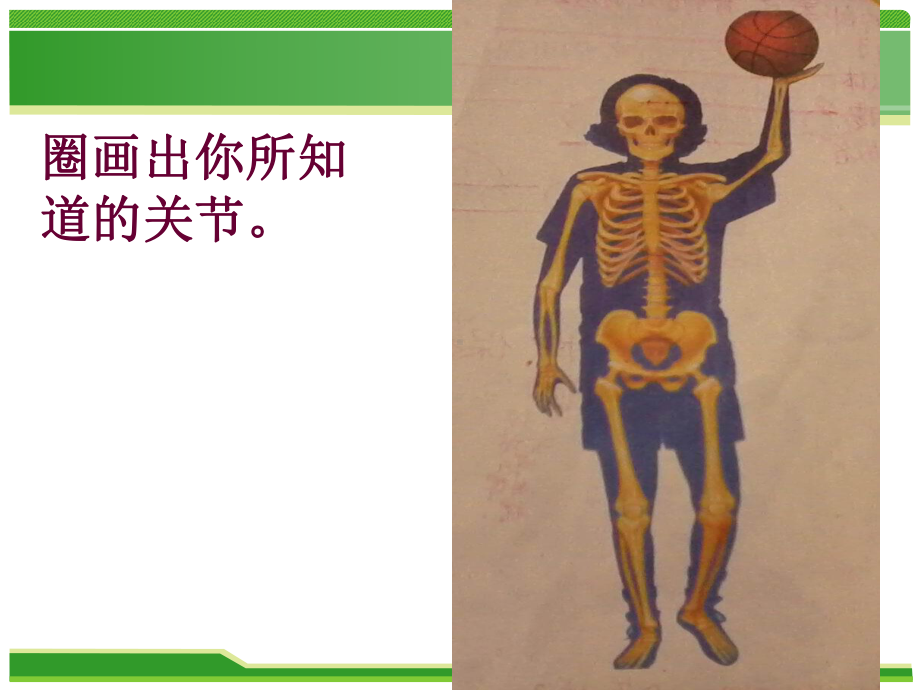 四下科学《关节》课件.ppt_第3页