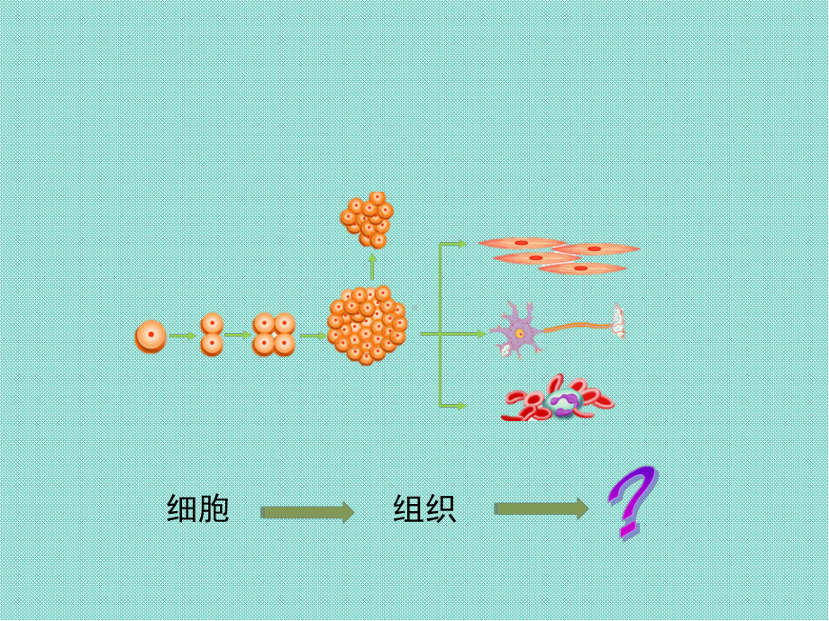 七年级生物 生物体的器官系统课件新版新人教版.ppt_第2页