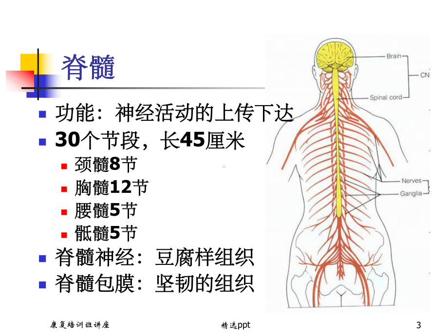 《脊髓损伤评定》课件.ppt_第3页