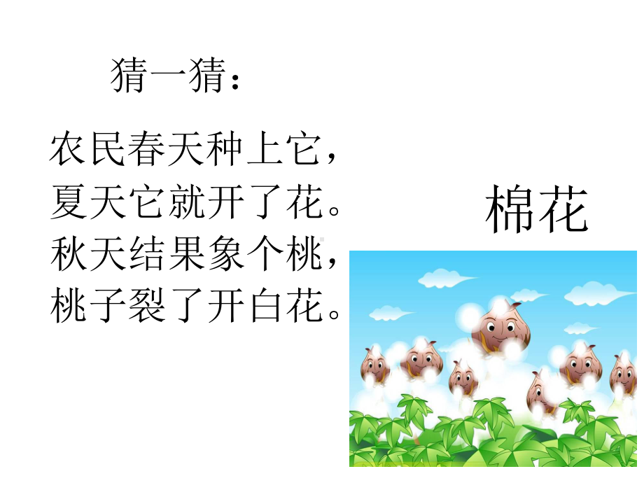 公开课课件 棉花姑娘.ppt_第1页