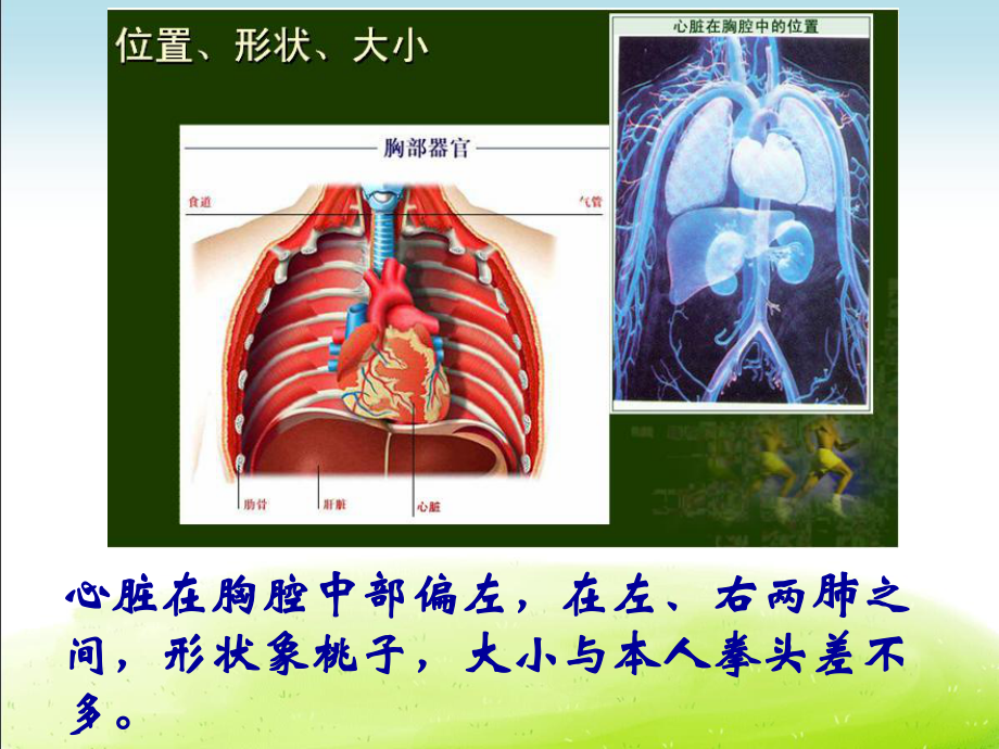 人教版初中生物七年级下册《43第三节 输送血液的泵-心脏》课件(四套).ppt_第3页