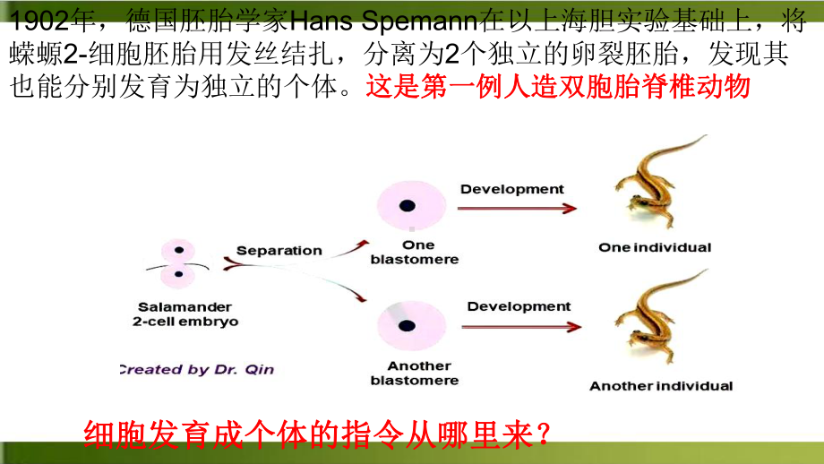 （人教版）高中生物细胞核的结构和功能优质教学1课件.ppt_第2页