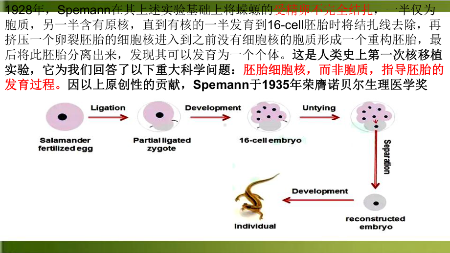 （人教版）高中生物细胞核的结构和功能优质教学1课件.ppt_第3页