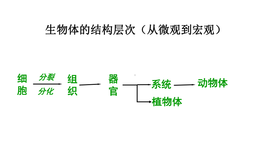 人教版七年级生物上册单细胞生物课件.pptx_第1页