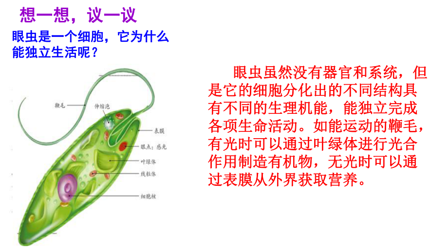 人教版七年级生物上册单细胞生物课件.pptx_第3页