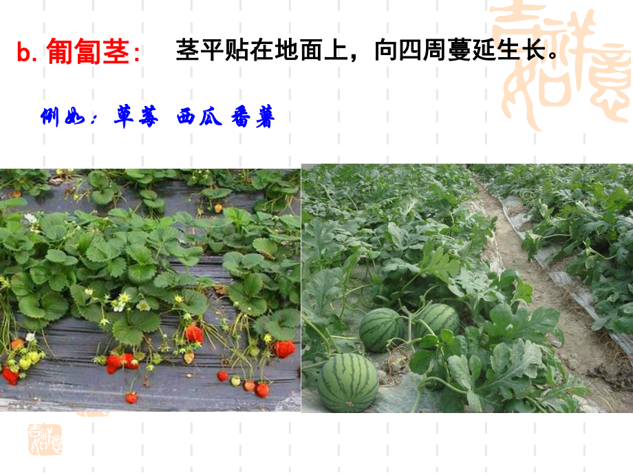 初二八年级科学下册 44植物的茎与物质运输课件.ppt_第3页