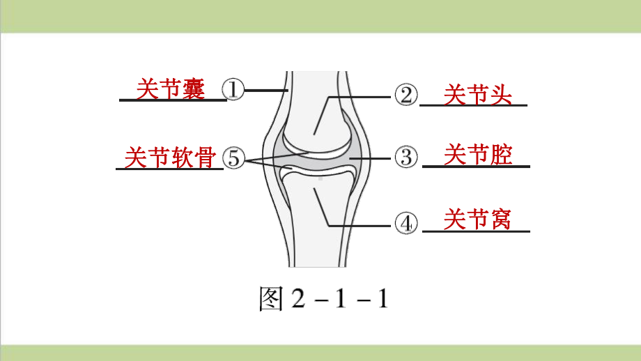 人教版八年级上册生物 21 动物的运动 重点习题练习复习课件.ppt_第3页