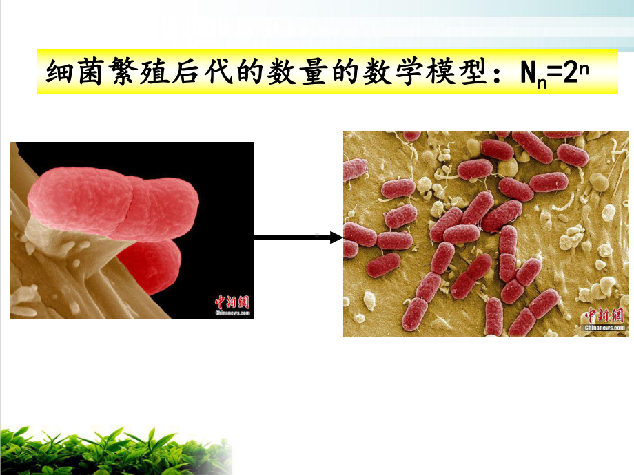 （新教材）人教版高中生物种群数量的变化课件完美1.ppt_第2页