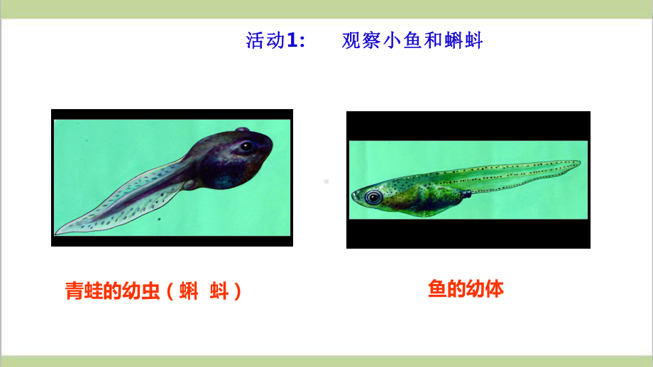 (新教材)粤教粤科版三年级上册科学 11 鲫鱼与青蛙 教学课件.ppt_第3页