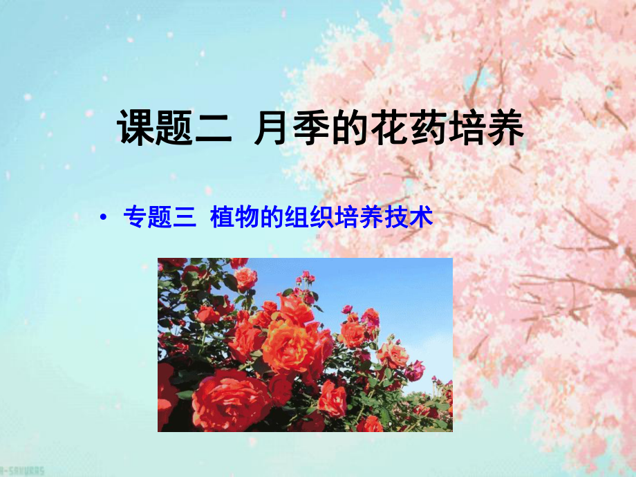 人教版高中生物选修一专题三课题二月季的花药培养课件.pptx_第2页