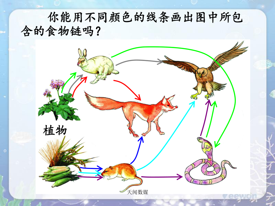 人教版七年级生物《食物网》教学课件.ppt_第3页