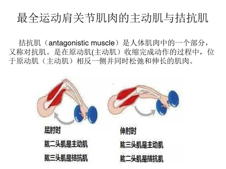 最全运动肩关节肌肉的主动肌与拮抗肌 课件.pptx_第1页