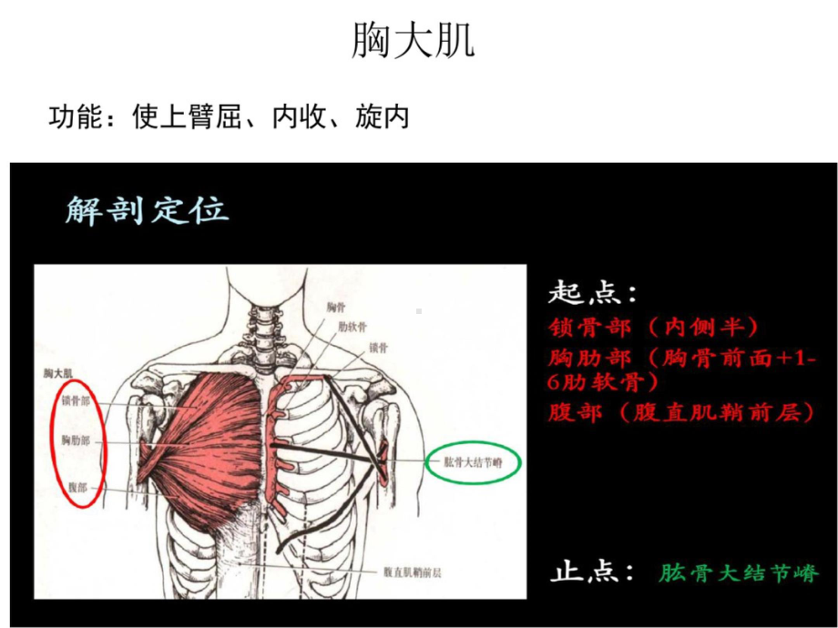 最全运动肩关节肌肉的主动肌与拮抗肌 课件.pptx_第3页