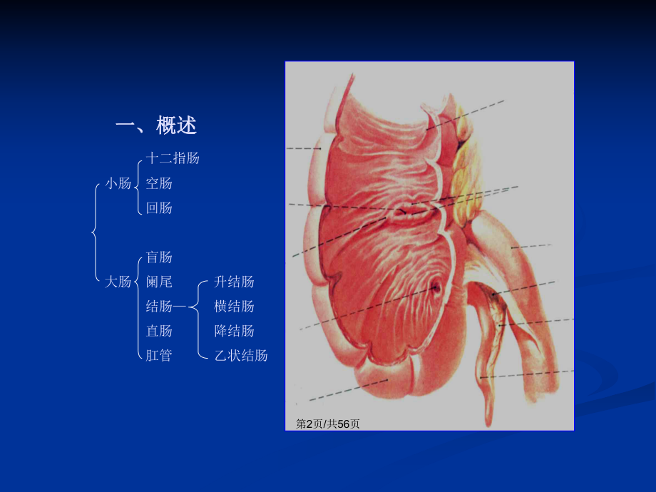 临床医学阑尾阑切术学习教案课件.pptx_第3页