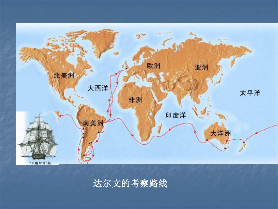 163 生物进化的学说课件(苏教版八年级上).ppt_第3页