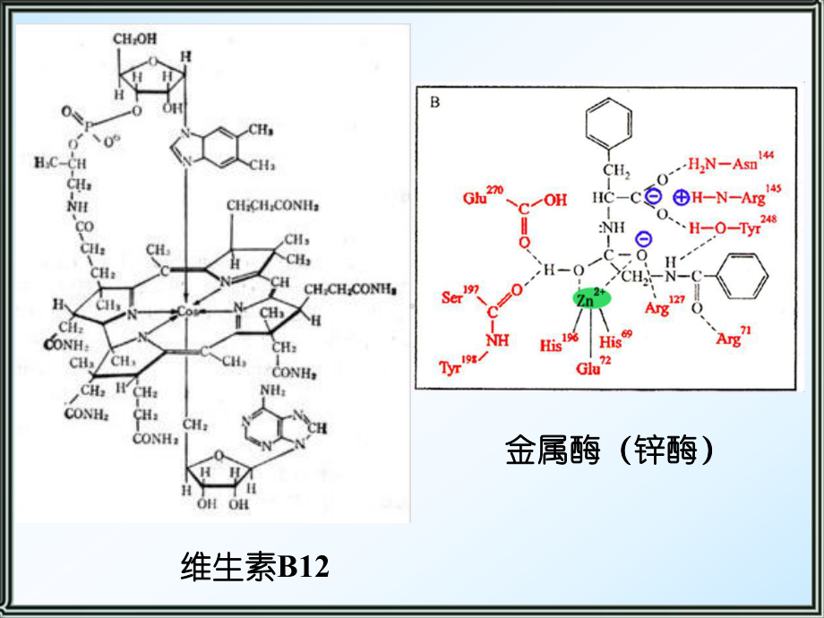 医用基础化学课件 11 配位化合物和配位平衡 1.ppt_第3页