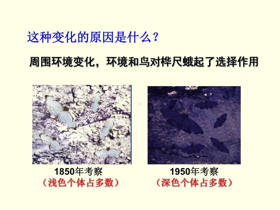 八年级下册生物课件(济南版)生物进化的原因.ppt_第3页