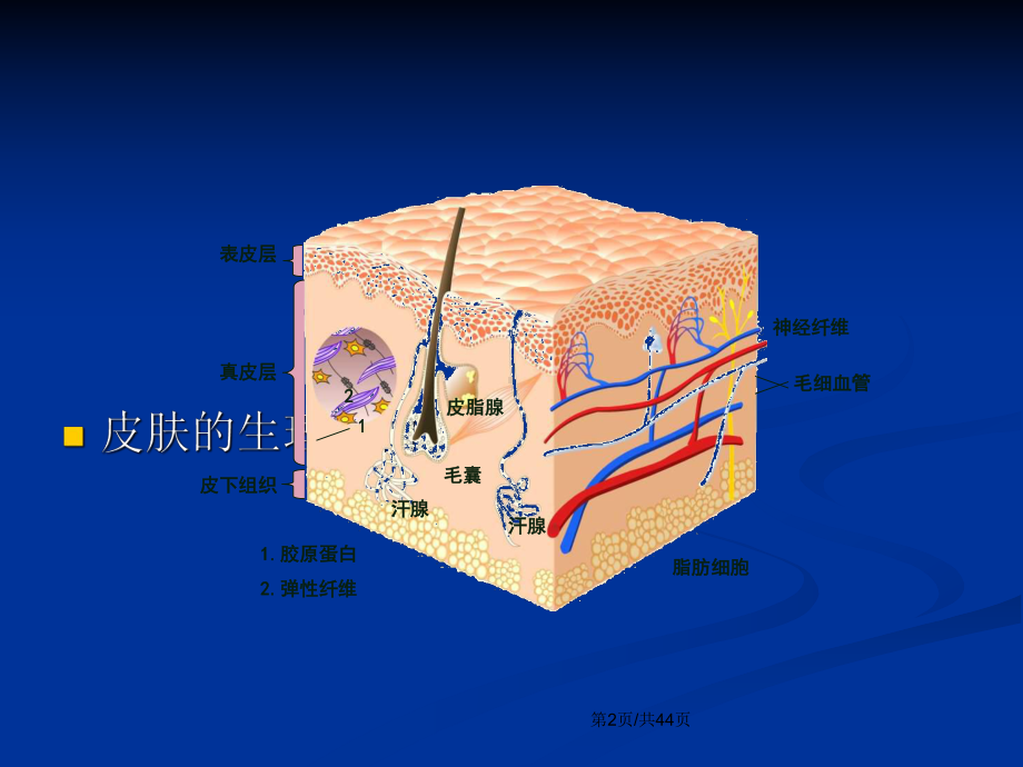 《皮肤的基础知识》学习教案课件.pptx_第3页