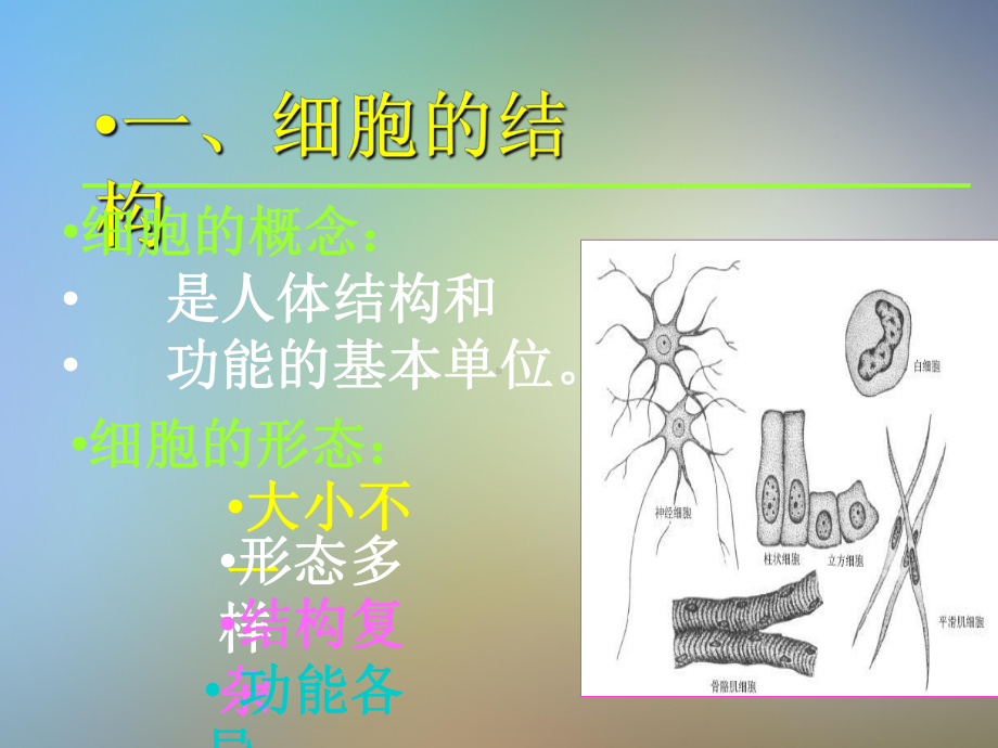 人体细胞结构课件.pptx_第3页