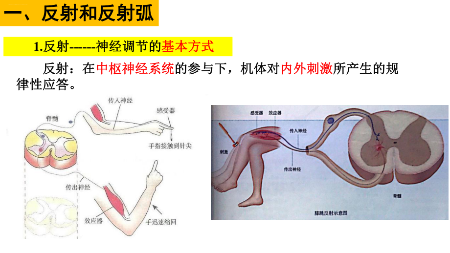 《神经调节的基本方式》人教版教材课件1.pptx_第2页