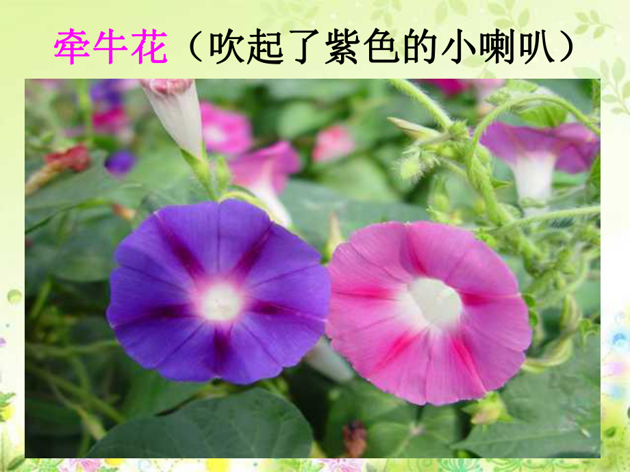 《花钟》教学讲解课件.ppt_第3页