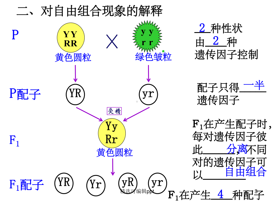 一轮复习课件：孟德尔的豌豆杂交实验(二).ppt_第3页