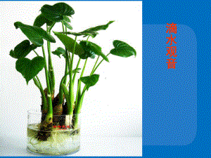 51 植物体内物质的运输课件1(北京课改版七年级下).ppt