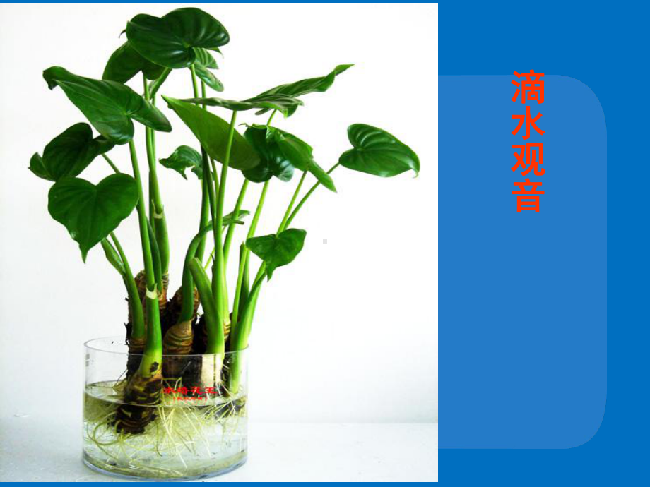 51 植物体内物质的运输课件1(北京课改版七年级下).ppt_第1页