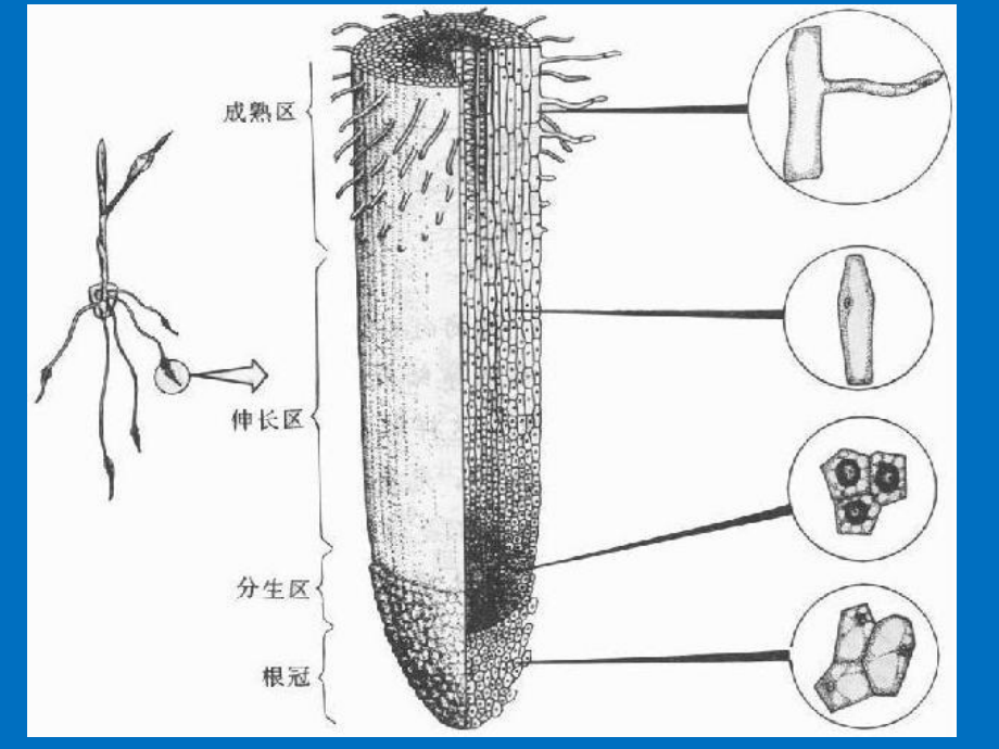 51 植物体内物质的运输课件1(北京课改版七年级下).ppt_第3页