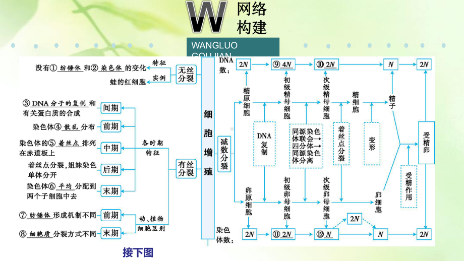 2020年高考高三生物二轮专题复习课件：专题3 细胞的生命历程.ppt_第2页