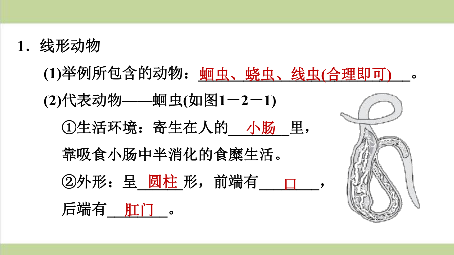 人教版八年级上册生物 12 线形动物和环节动物 课后习题重点练习课件.ppt_第2页