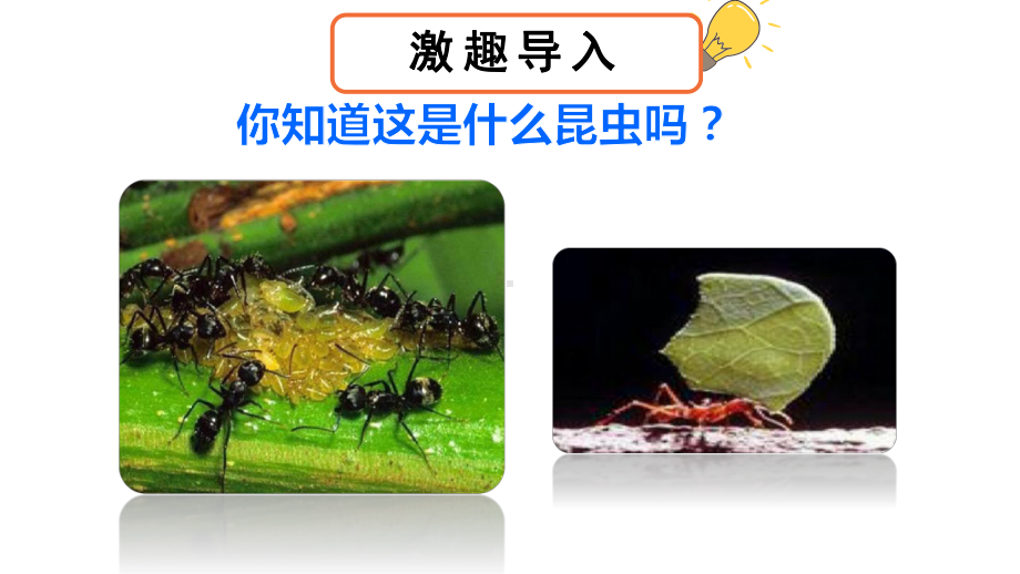 《一块奶酪 》课件.ppt_第2页