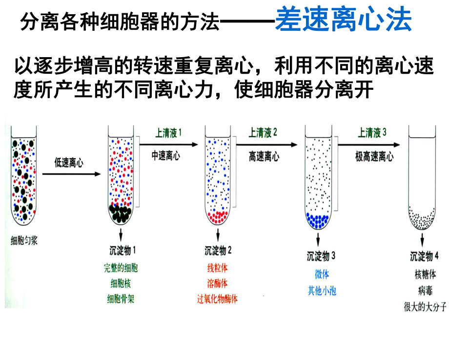 人教版高中生物必修一第三章第二节课件.ppt_第3页