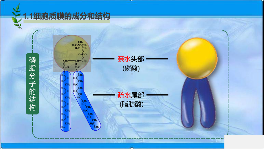 2020 2021学年新苏教版 必修1221 细胞质膜将细胞与外界环境分开课件.ppt_第3页