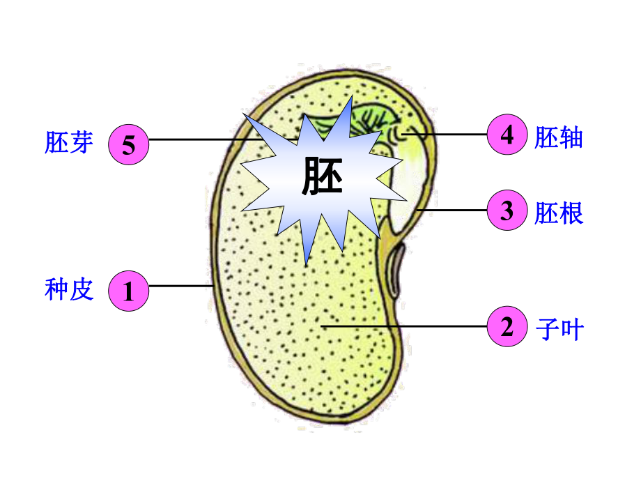 （新人教版）种子的萌发完整版1课件.pptx_第2页